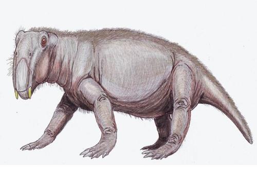 خوک دوران دایناسورها چه شکلی بوده است؟