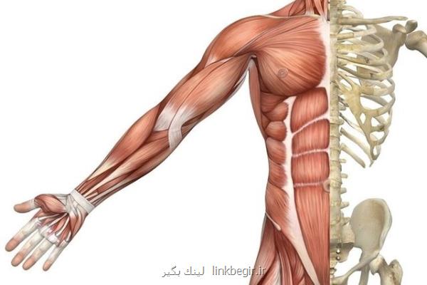 مصرف قند كمتر به ترمیم عضله كمك می نماید