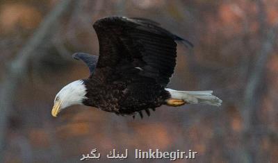 مرگ موش، بلای جان عقاب ها!
