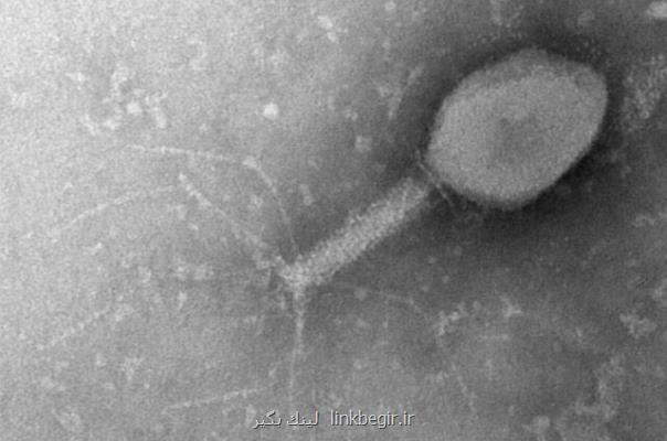 توانایی باکتری ها برای ایجاد ایمنی قوی در مقابل ویروس ها