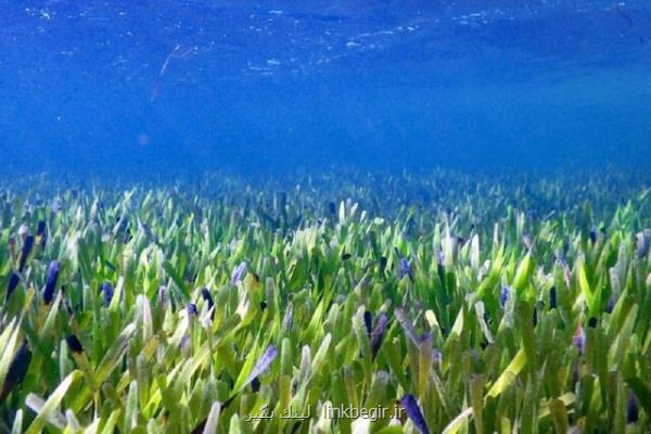 بزرگترین گیاه جهان زیر دریا کشف شد