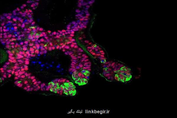 گامی مهم در راستای کشت کلیه در لابراتوار برداشته شد