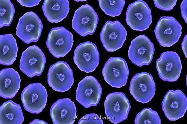 کشف پژوهشگران درباره ی نحوه بهبود بافت های لطمه دیده