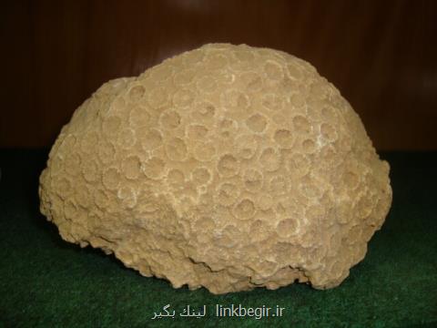 مشكل كمبود جا و پرسنل در موزه دانشگاه زنجان، نمونه های فسیلی در انباری خاك می خورند
