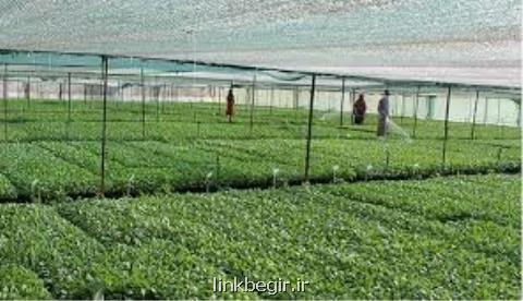 بازمهندسی رشته های كشاورزی در دانشگاه آزاد