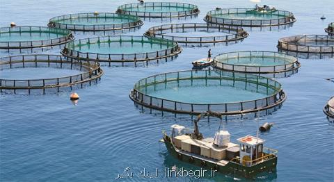 انتقال فناوری و بومی سازی طرح توسعه صنعت پرورش ماهی در قفس اجرایی می شود