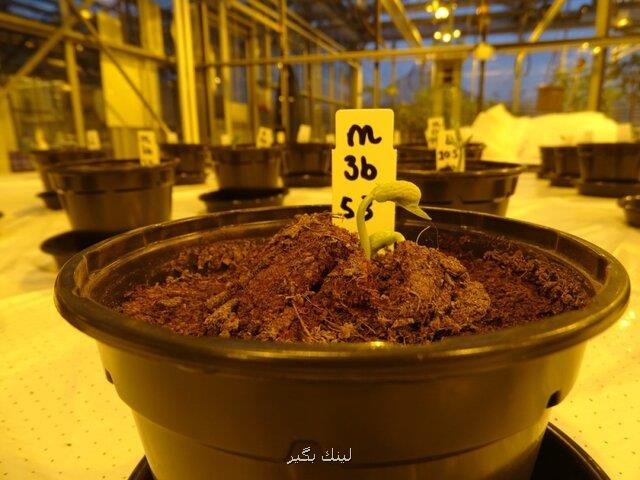 شاید ادرار بهترین كود برای پرورش گیاه در مریخ باشد