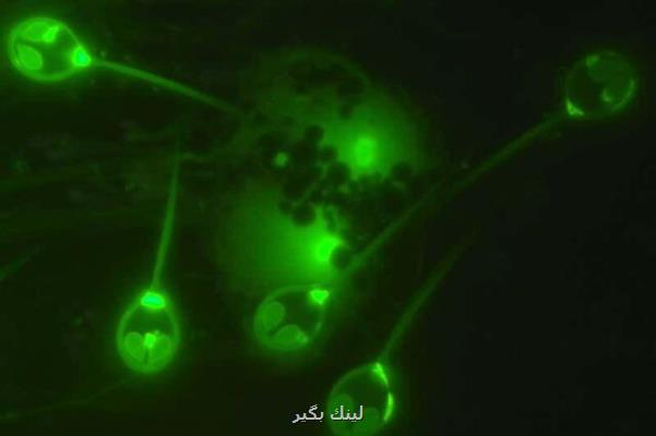 موجودی كه برای زنده ماندن به اكسیژن نیازی ندارد!