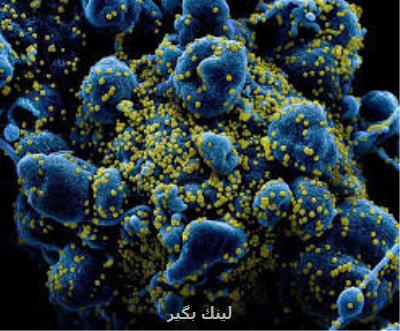 معتادها بیشتر كرونا می گیرند
