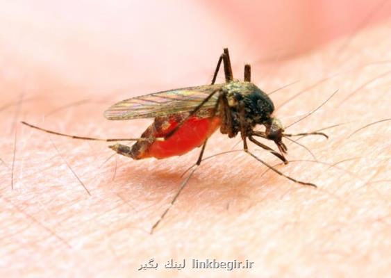تولید داروی مالاریا با كمك یك روش سازگار با محیط زیست