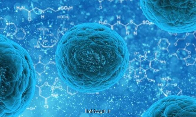 جهش های عامل سرطان در سلول های بنیادی انسان دیده نمی شوند