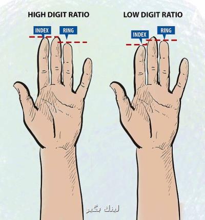 طول انگشتان عادات غذایی افراد را نشان می دهد!